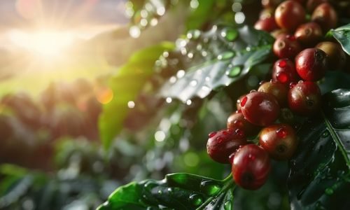 delicious-organic-coffee-still-l